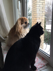 Mixed breed dog at home, Pekingese and Tibetan Spaniel cross