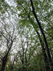Sunset Through Dense Forest Trees