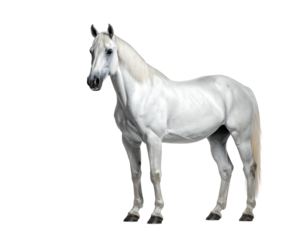 A light gray horse stands facing forward, slightly angled left, against a black background. Its mane and tail are a lighter shade than its body.  The horse is well-muscled and appears healthy
