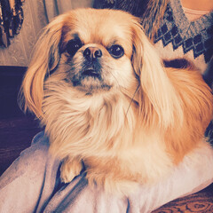 Mixed breed dog at home, Pekingese and Tibetan Spaniel cross