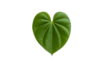 Single vibrant green heart-shaped leaf isolated against a solid isolated on transparent background
