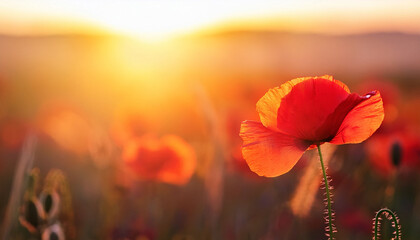 Close Up Of A Vibrant Red Poppy Flower Glowing In The Warm Light Of A Summer Sunset Background Creates A Dreamy Romantic Atmosphere With Copy Space Banner