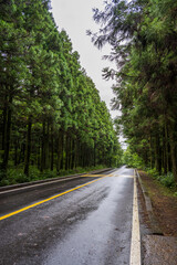 Rainy Road through Saryeoni Forest in Jeju Korea