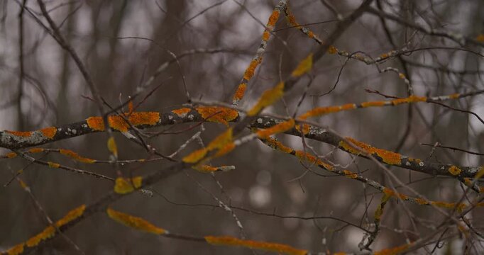 Twisted branches of a tree showcase vibrant orange lichen, contrasting against a blurred background of muted browns and grays, creating a serene and atmospheric natural scene filled with intricate tex
