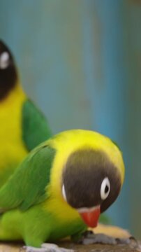 Two yellow and green lovebirds are perched together. The bird in front has a black head and red beak. They are native to Africa and are popular pets.