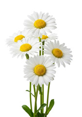 Close-up of several transparent common daisy flowers with yellow centers on vibrant green stems, delicate petals, on a transparent background with copy space, concept of purity and spring's renewal