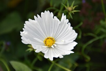 A white garden cosmos flower is blossoming outdoor in late summer.