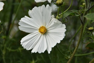 Fototapeta premium A white garden cosmos flower is blossoming outdoor in late summer.