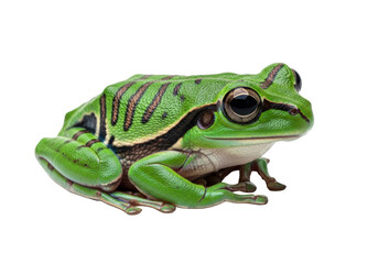 Obraz premium Vibrant emerald green tree frog with obsidian stripes and prominent black eyes, calmly perched on transparent high-key studio background, scientific nature study