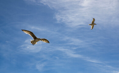 Seagull in flight with wings wide open against blue sky and clouds on sunny summer day