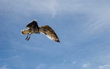 Seagull in flight with wings wide open against blue sky and clouds on sunny summer day