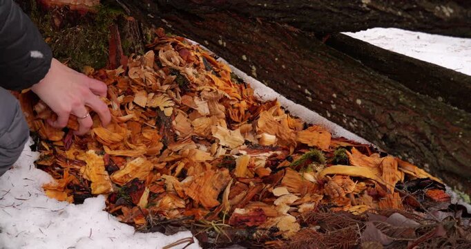 Cut tree felled by beaver showing sharp teeth marks on stump. Large pile of wood chips and shavings around trunk. Nature's builder and pest destructive activity in ecosystem