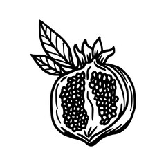 hand-drawn sliced pomegranate fruit
