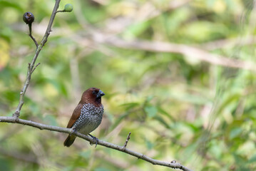 A vibrant, small Scaly breasted Munia perched on a thin branch with a blurred green natural background.