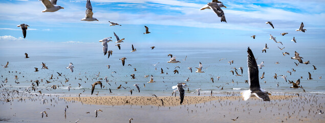 Large Flock Seagulls Over The