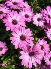 Fototapeta premium Close up view of pretty purple daisy flowers in the garden. Vibrant pinkish purple daisy with dark center and orange pollen.