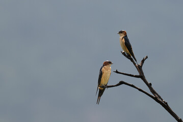 Two colorful Red rumped Swallow perched on a dry tree branch against a blurred vibrant blue  background.