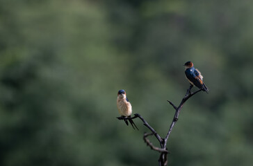 Two colorful Red rumped Swallow perched on a dry tree branch against a blurred vibrant green background.