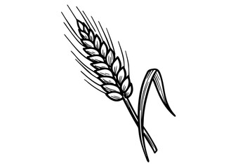 Wheat plant illustration in black and white for agricultural use  
