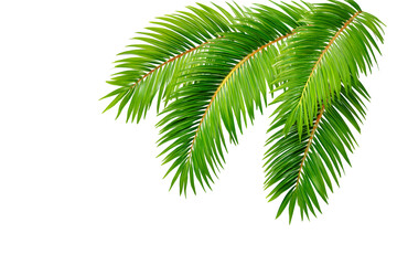 Naklejka premium Lush vibrant green palm fronds cascade gracefully, evoking tropical paradise and serene natural beauty for your design projects.