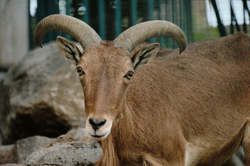Barbary sheep closeup with large horns standing in Belgrade Zoo enclosure. Front view portrait.