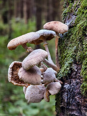 Mushrooms growing on a tree trunk in a lush green forest setting during daylight hours
