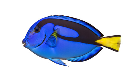 Closeup of a blue tang fish isolated on transparent background