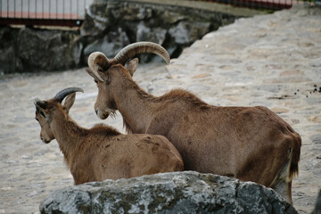 Two Barbary sheep - young and adult standing together on stone ground at Belgrade Zoo. Side view portrait.