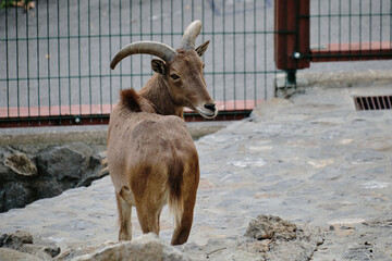 Barbary sheep looking back while standing in Belgrade Zoo enclosure. Rear view.