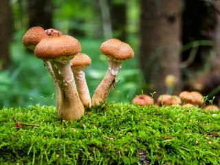 Colorful mushrooms grow on moss-covered log in a forest during a sunny day