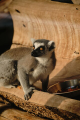 Ring-tailed lemur sitting on wooden log at Belgrade Zoo, looking alert near food bowl.