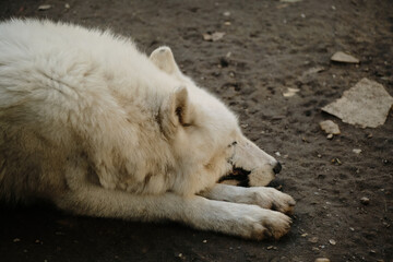 Obraz premium White arctic wolf sleeping on the dirt ground at Belgrade Zoo, head on paws. The face is scarred, close up side view. Predators rescued from the wild live in safety.