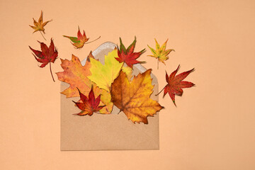 Autumnal collection of colorful leaves