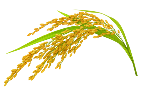 Organic paddy rice, ear of paddy, ears of Vietnam jasmine rice. PNG transparency.