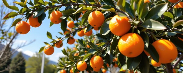 Vibrant Citrus Tree Branch with Lush Green Leaves and Juicy Orange Fruits