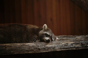 Raccoon sleeping peacefully on a wooden log in the zoo enclosure, close up view of resting animal.