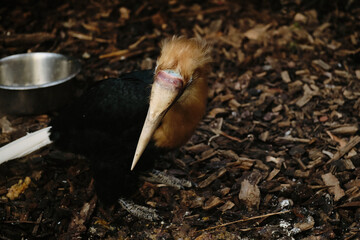 Hornbill bird searching for food on the ground in a zoo enclosure.