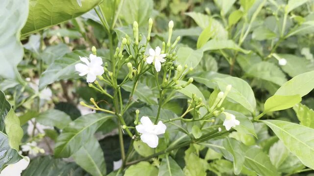 Close-up of a White Crape Jasmine Flower