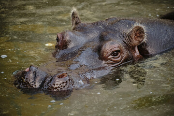 Hippopotamus resting with head above water in a Belgrade zoo pond. Close up front view.