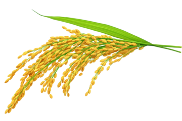 Organic paddy rice, ear of paddy, ears of Vietnam jasmine rice. PNG transparency.