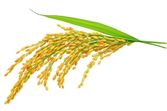 Organic paddy rice, ear of paddy, ears of Vietnam jasmine rice. PNG transparency.