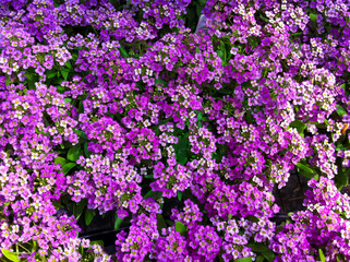 Sweet alyssum flowers densely packed creating a beautiful floral background. Delicate mini purple flowers. Floral ground cover