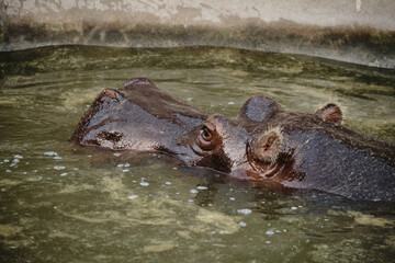 Hippopotamus resting with head above water in a Belgrade zoo pond. Close up side view.