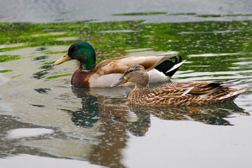 Male and female mallard ducks casually swimming together in calm water with reflection