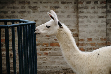 White llama standing near metal fence inside zoo enclosure. Side view portrait. Belgrade zoo...