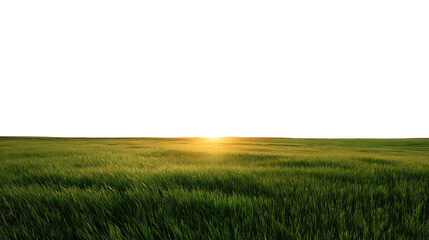 Obraz premium Golden field of wheat under a beautiful sunset sky with warm light isolated on white background