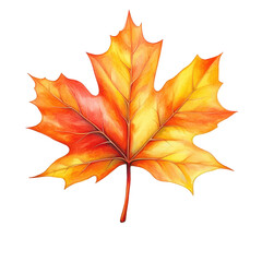 Obraz premium Vibrant Watercolor Painting of a Maple Leaf