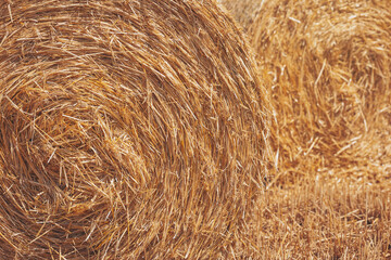 Warm sunlight bathes golden hay bales resting peacefully in a rural field during a tranquil afternoon in late summer