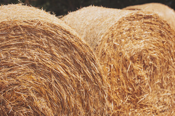 Rustic beauty of golden hay bales resting under the sun in a tranquil countryside landscape