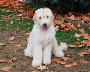 Portrait of a happy looking white golden doodle puppy sitting outside in the yard during fall season